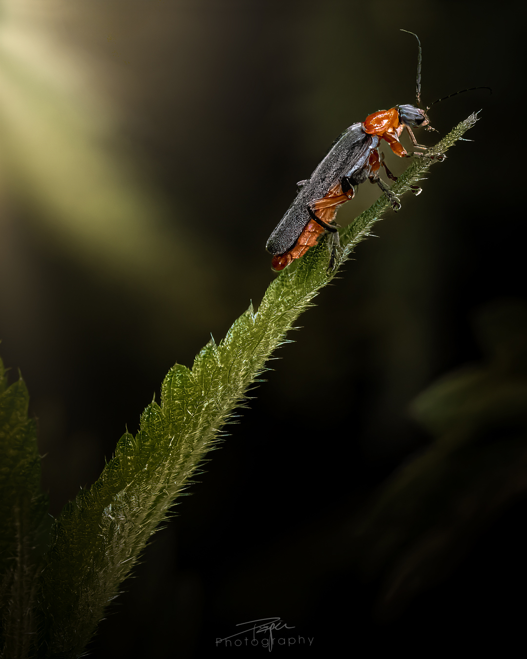 23.05.2025- Frühling